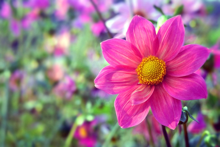 Large pink flower