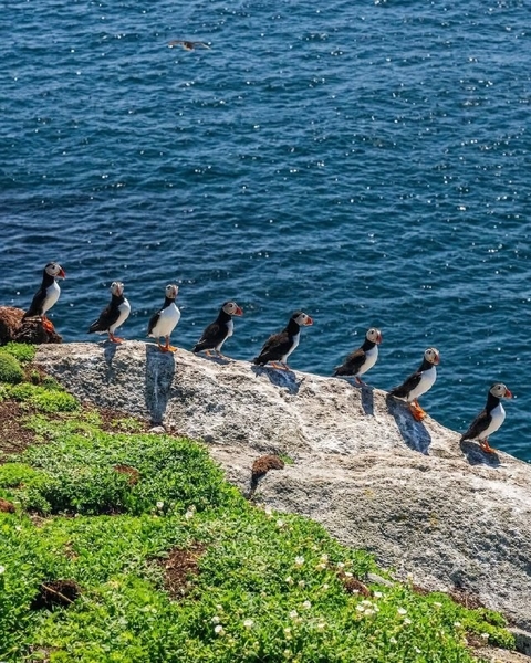 seabird, Penguin háttérképek