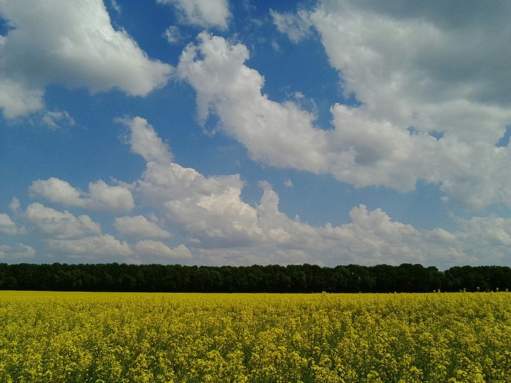 Field