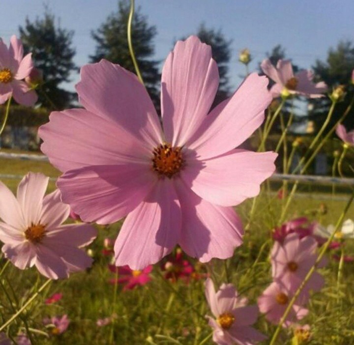 pink