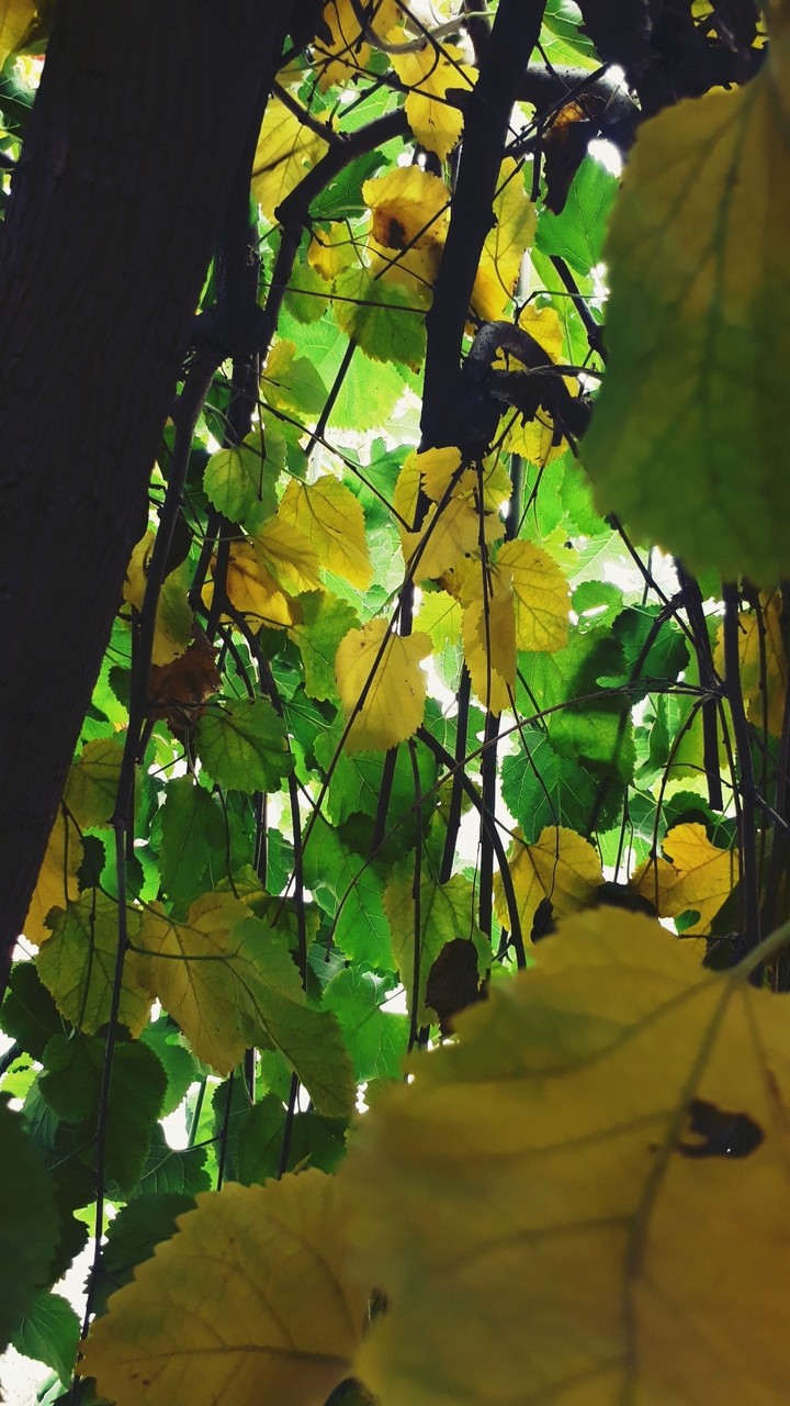 Autumn