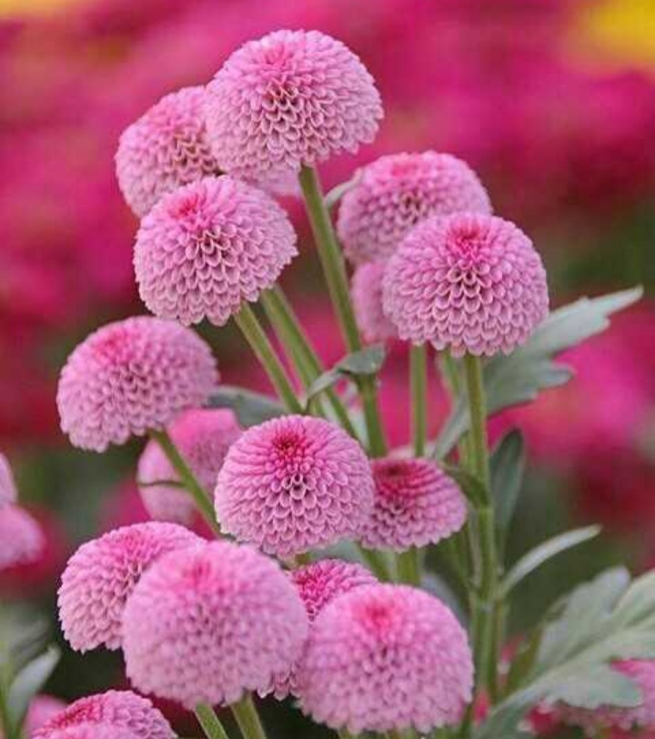 beautiful flowers