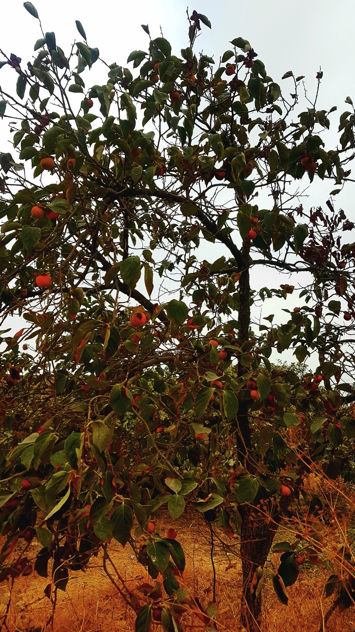 persimmon tree