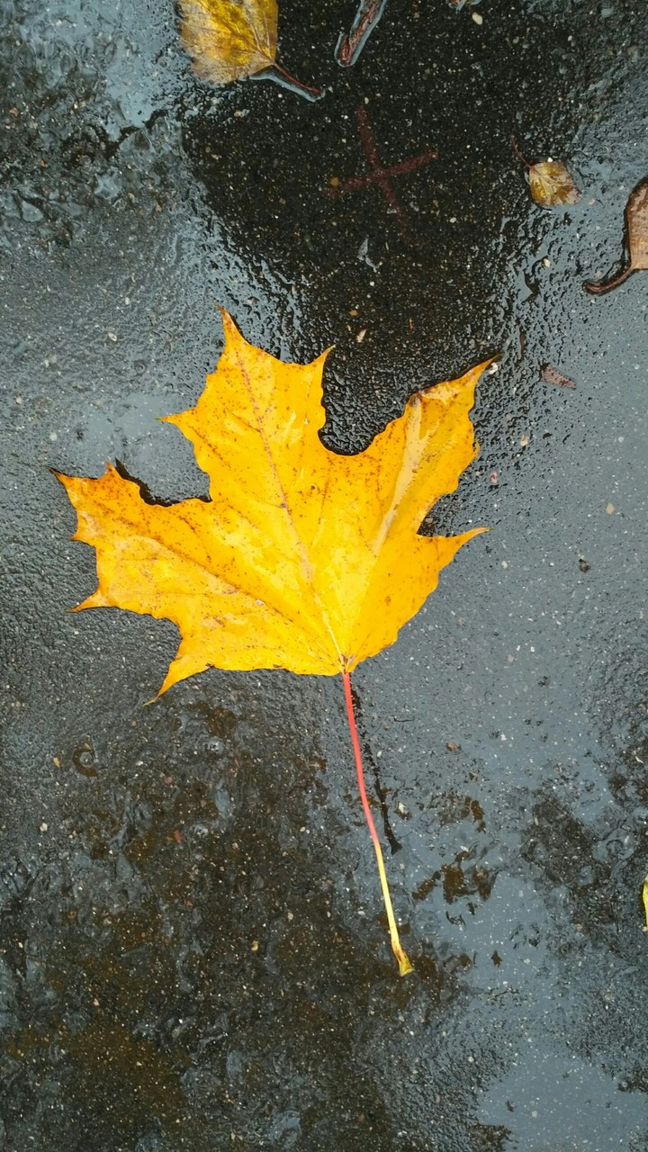 Autumn