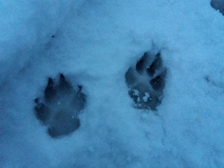 snowy feet