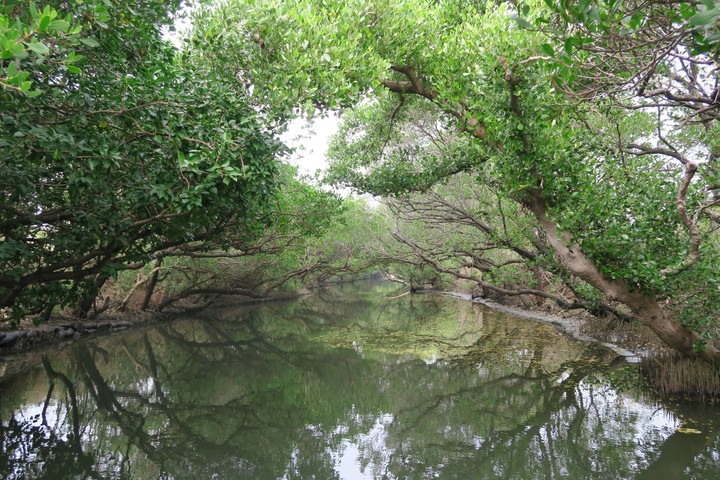 Mangrove green tunnel