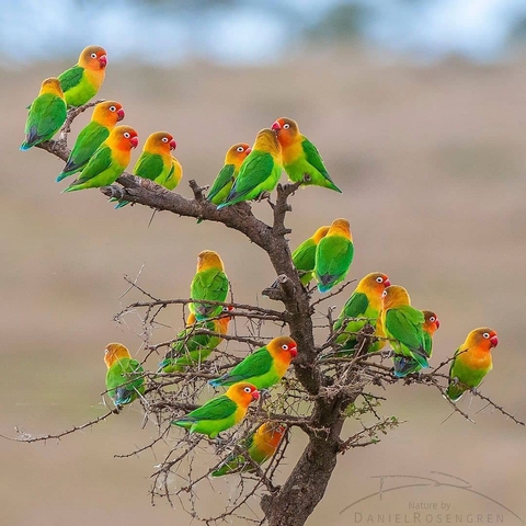 обои parakeet, twig
