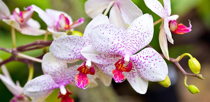 orchid