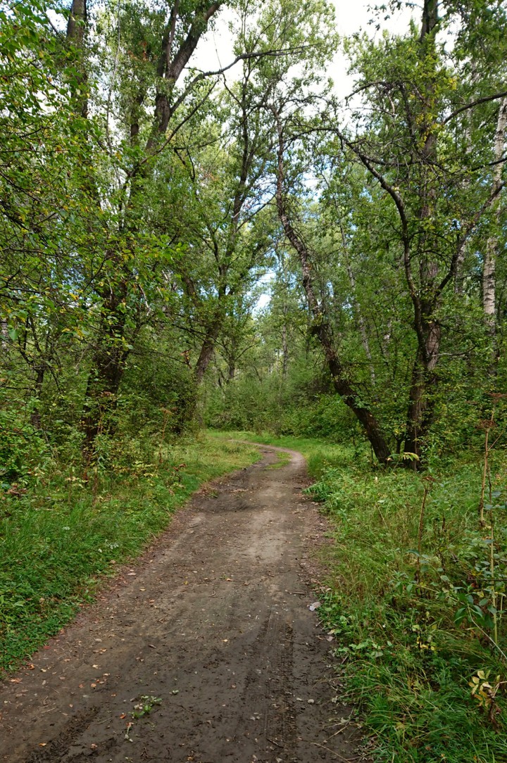 Лес
