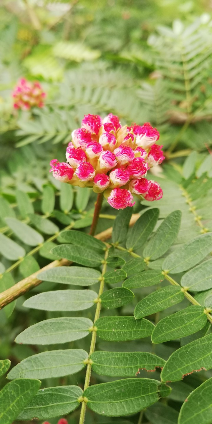 pink baby flowers