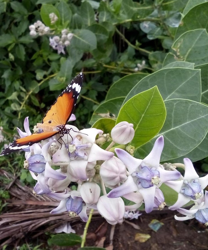 Gigantea