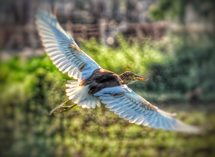 flying pose