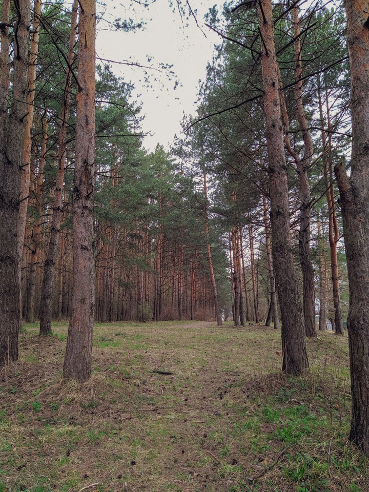 Forest