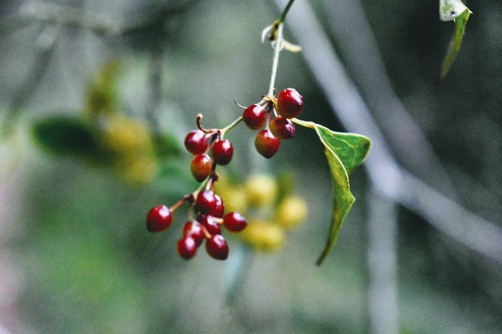 nature
