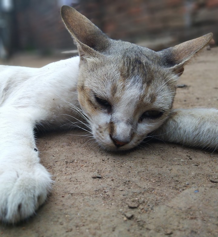 Sleeping Cat !!