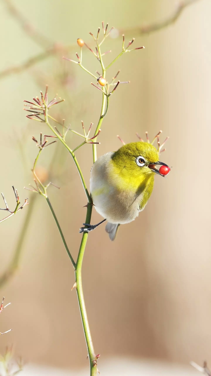 Little Birdy