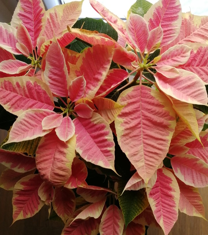 Poinsettia