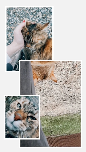 Russian cat's meow