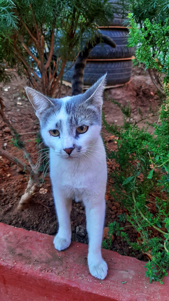 charismatic kitty