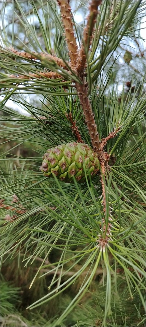 evergreen, twig Hintergrundbilder