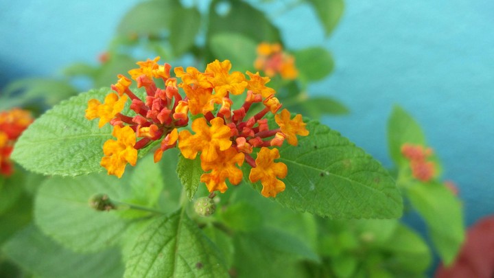 flower