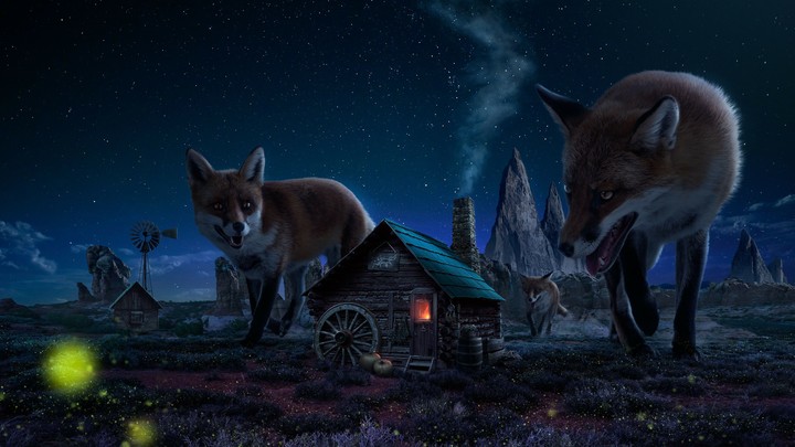 Fox in the vilage