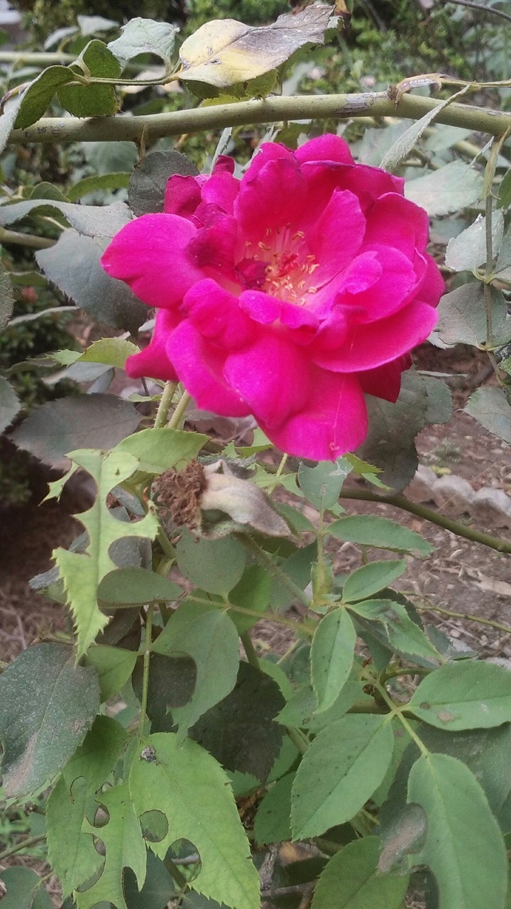 red love