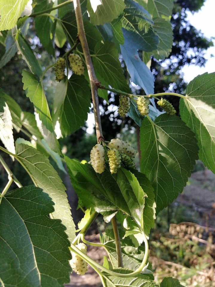 white Berry