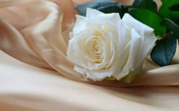 Rosa