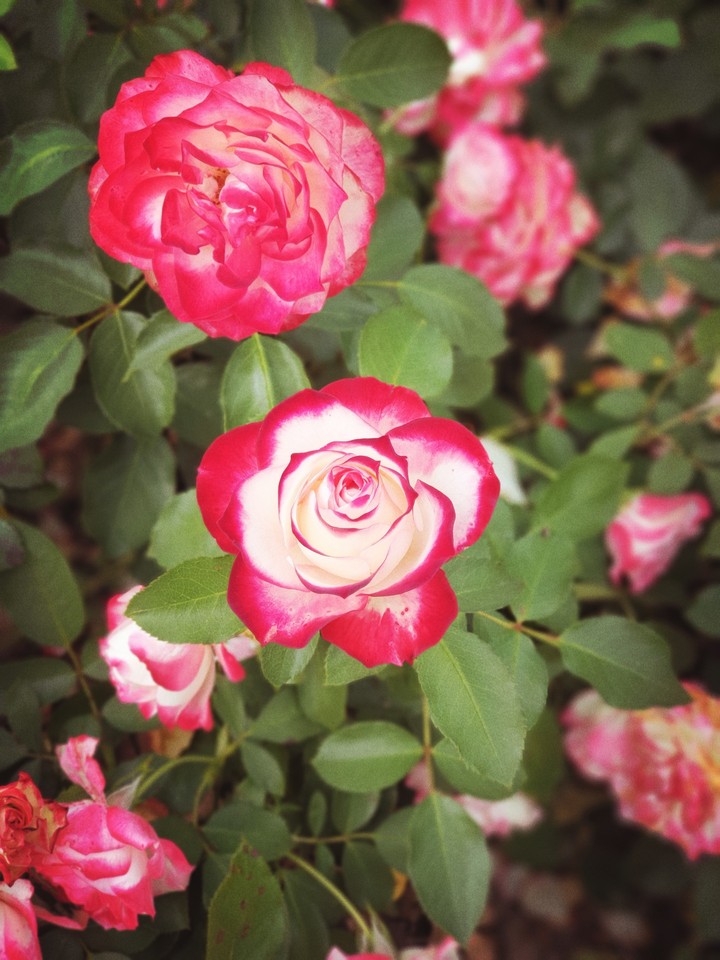 Beautiful garden roses.