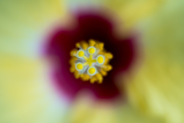 Flower inside a Flower
