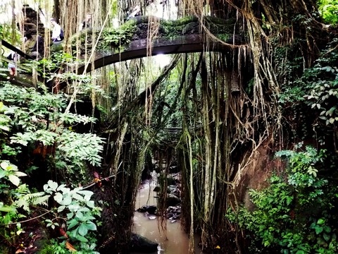 Deep into the forest!!