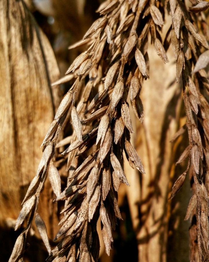 Corn.