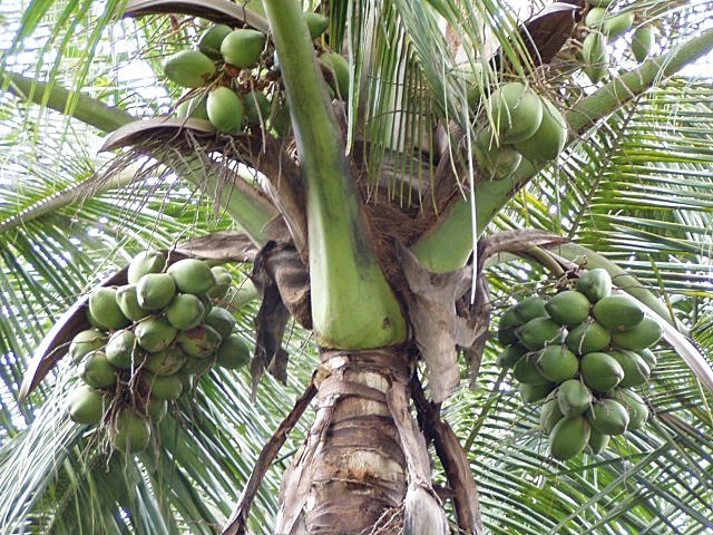 coconut