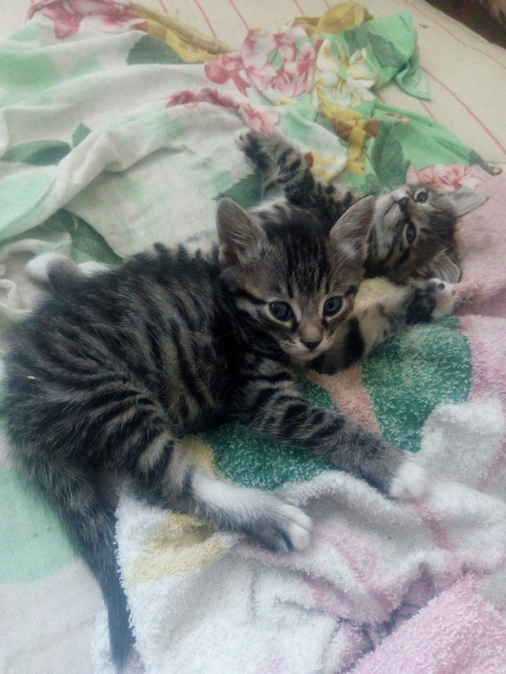 котята