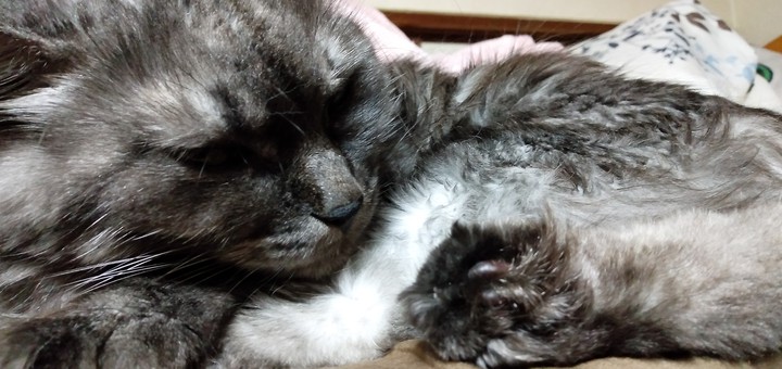 ねこ！