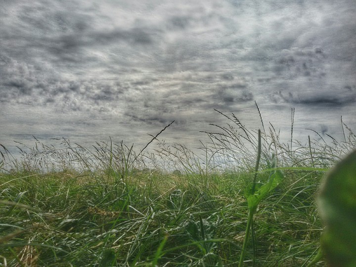 Grass