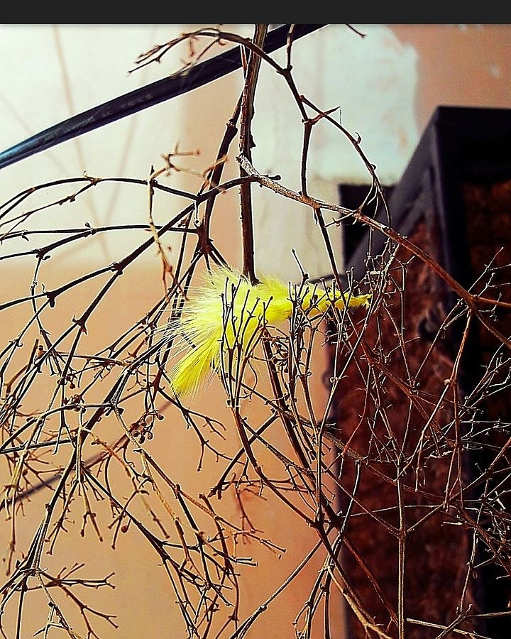 yellow feather