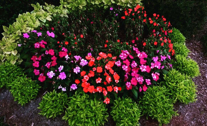 flowers
