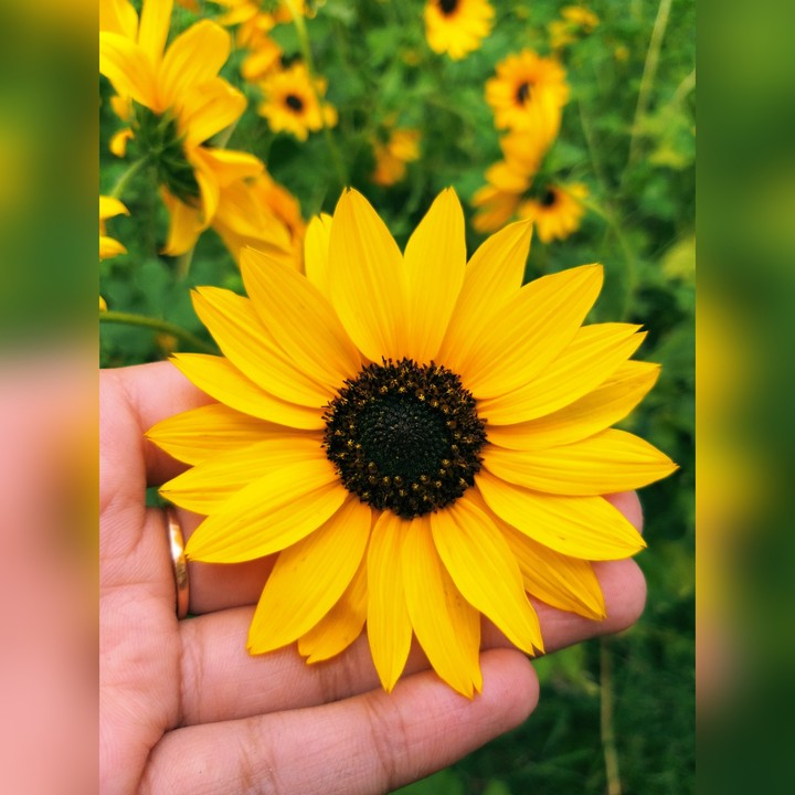 flower