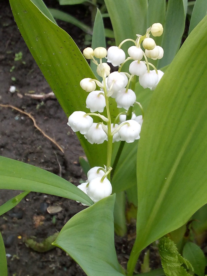 Ландыши/may-lily