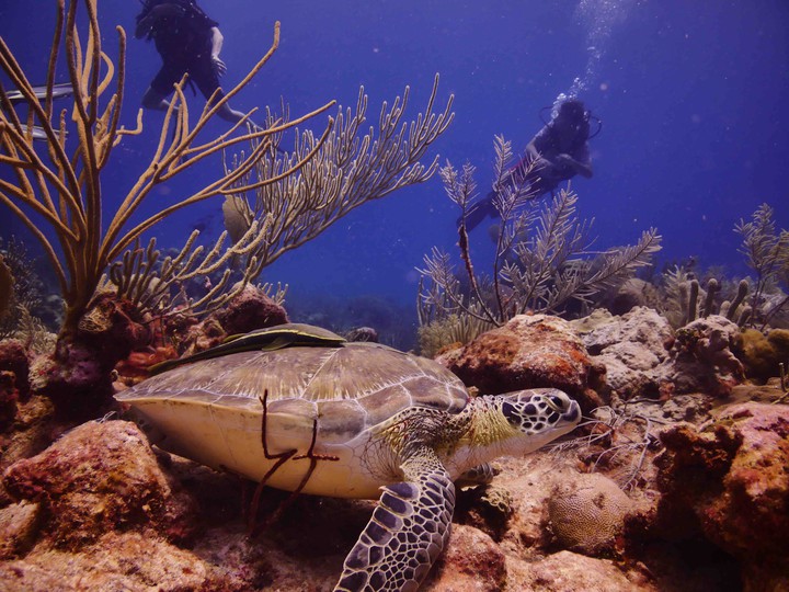 turtle