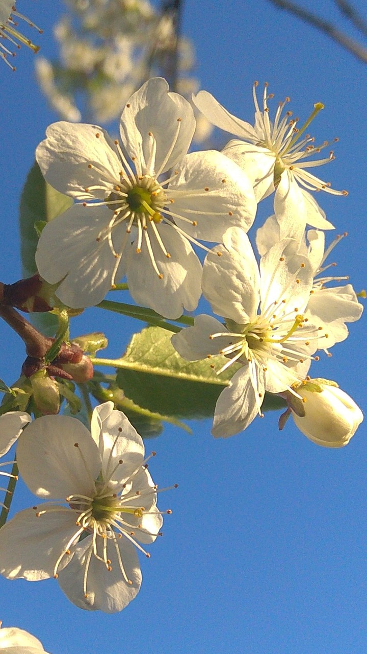 Blossom