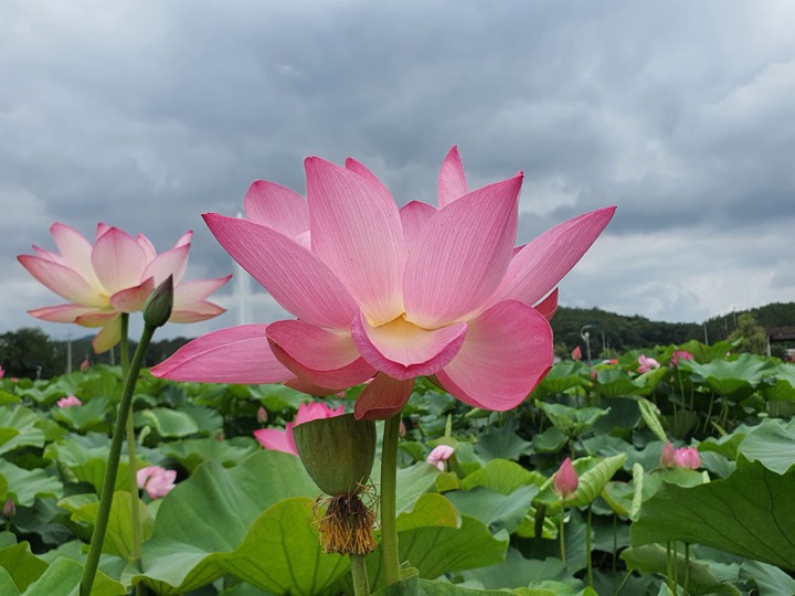 flowers
