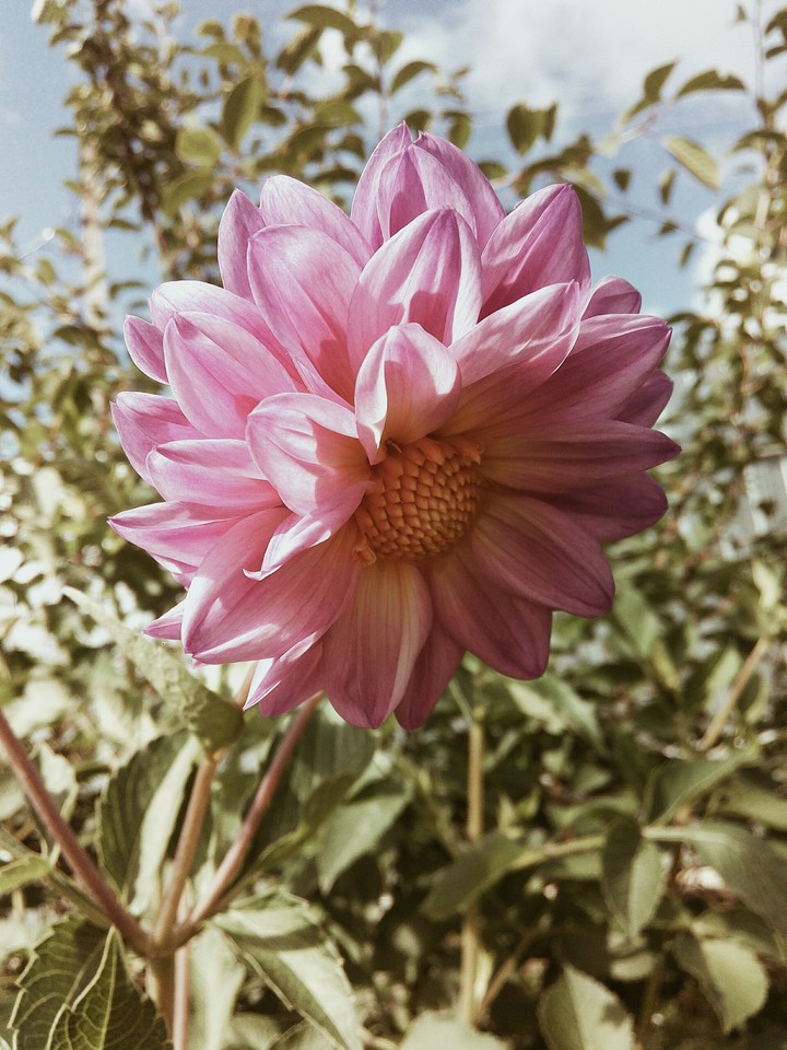 flower