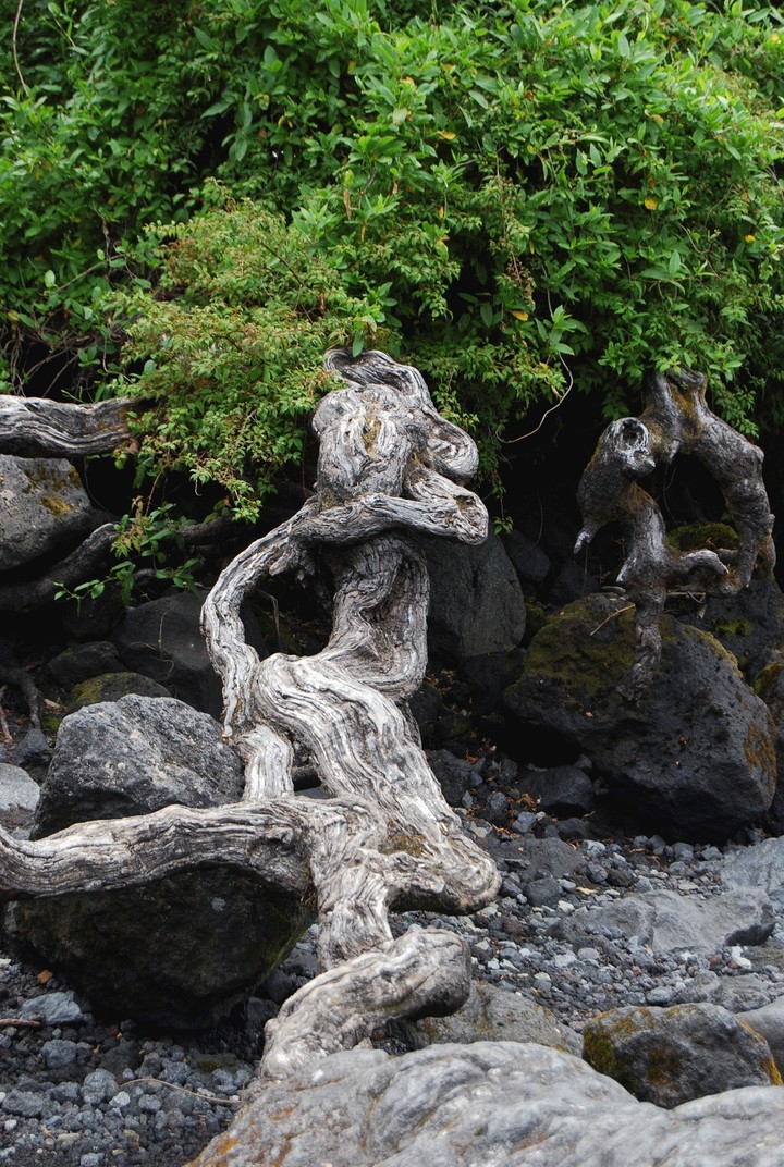 roots