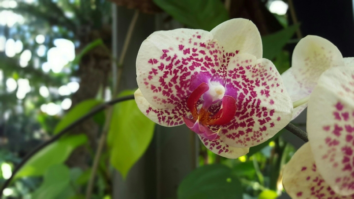 Orchid