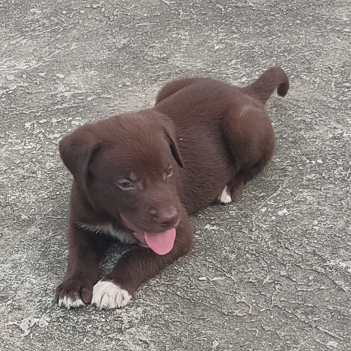 american lebradore puppy