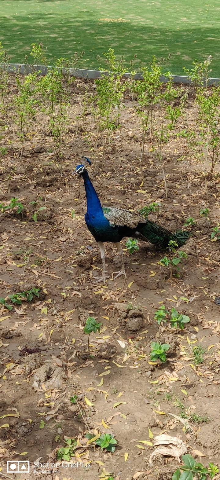 National Bird