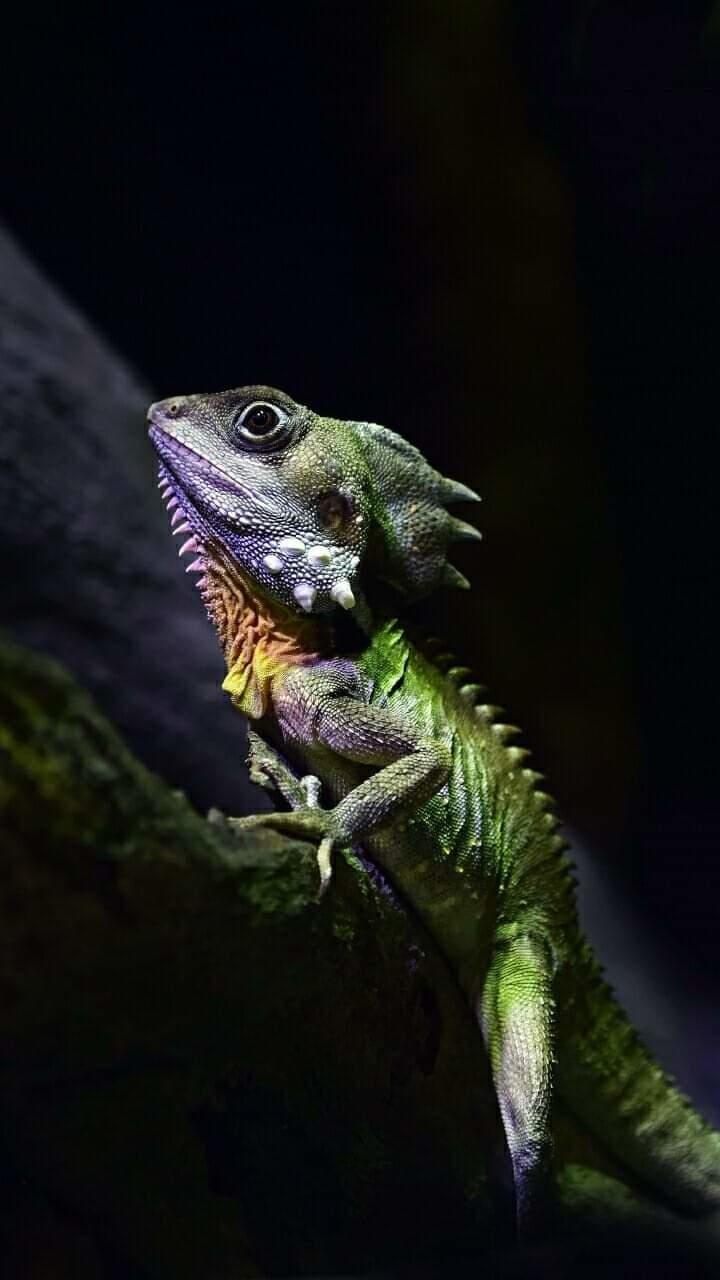 Jr
